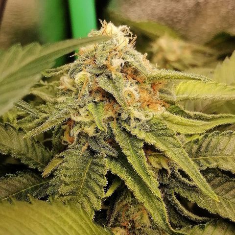 Aisha growlog timeline photo