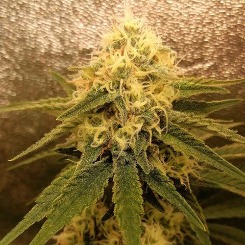 Tiana growlog timeline photo