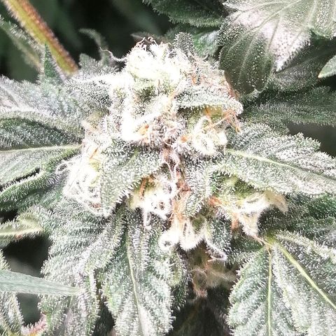 Kilmani growlog timeline photo