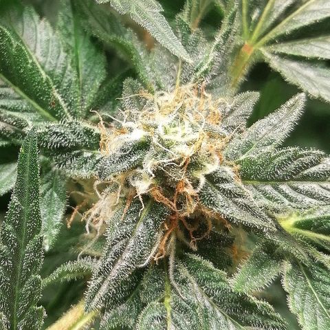Kilmani growlog timeline photo