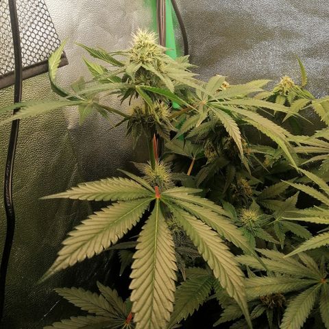 Aisha growlog timeline photo