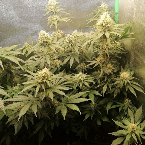 Tiana growlog timeline photo