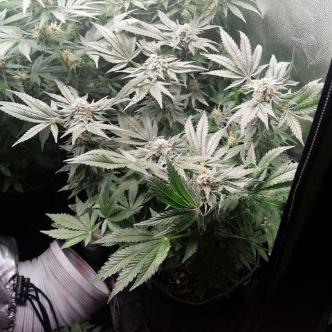 Kilmani growlog timeline photo