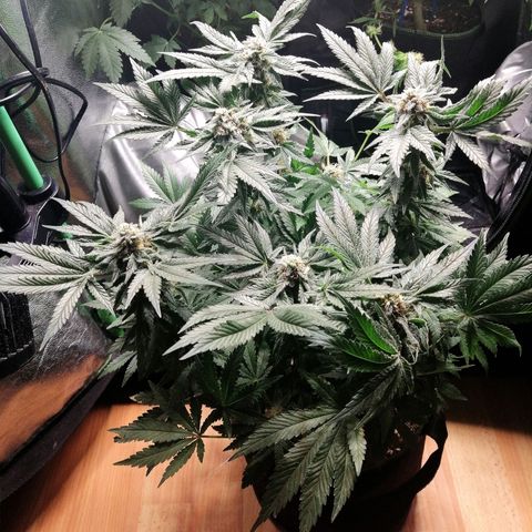 Kilmani growlog timeline photo