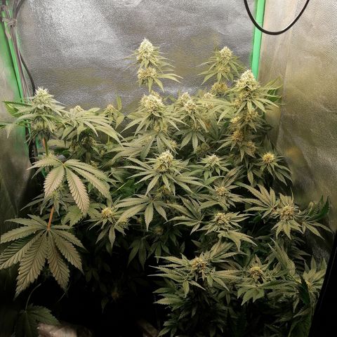 Aisha growlog timeline photo