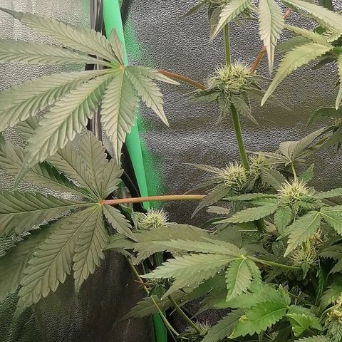 Aisha II growlog timeline photo