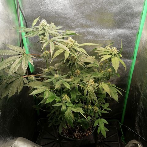Aisha growlog timeline photo