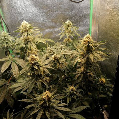 Tiana growlog timeline photo