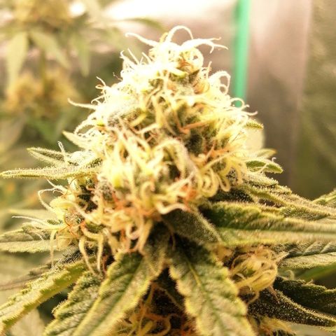 Tiana growlog timeline photo