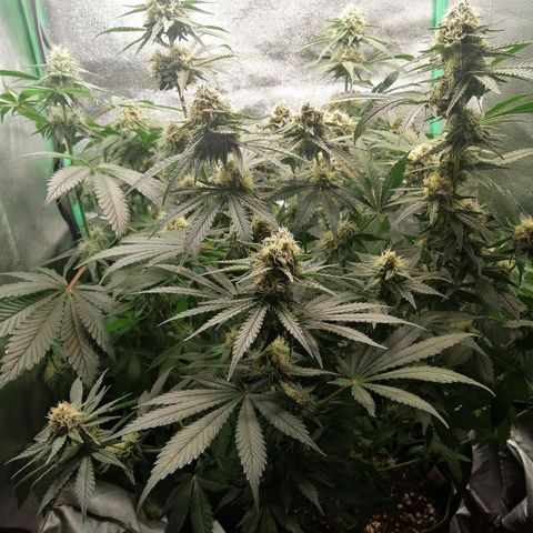 Tiana growlog timeline photo