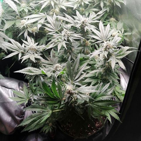 Kilmani growlog timeline photo