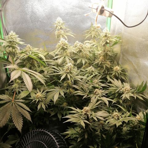 Aisha growlog timeline photo
