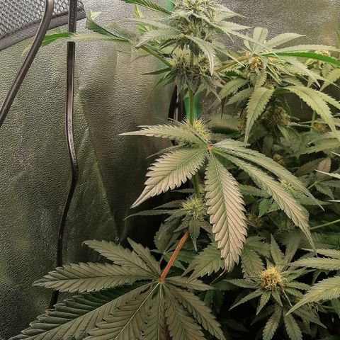 Aisha II growlog timeline photo