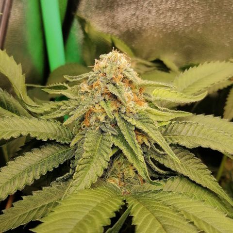 Aisha growlog timeline photo