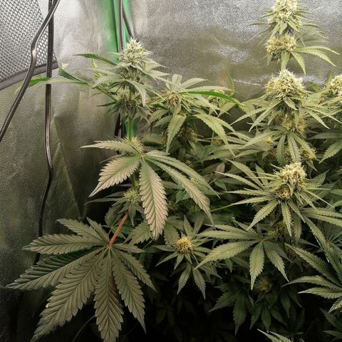 Aisha growlog timeline photo