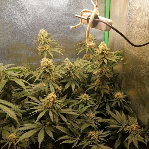Tiana growlog timeline photo