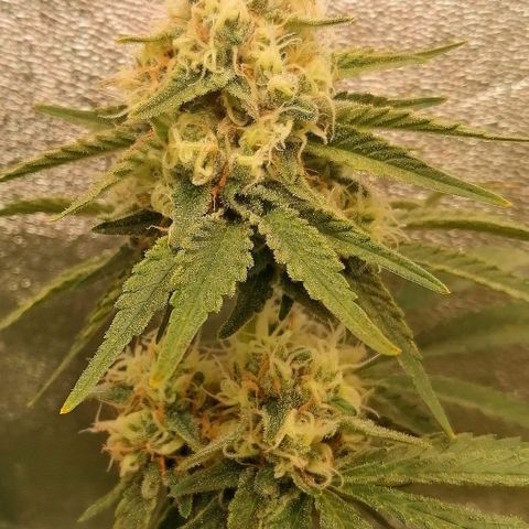 Tiana growlog timeline photo