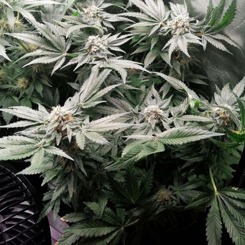 Kilmani growlog timeline photo