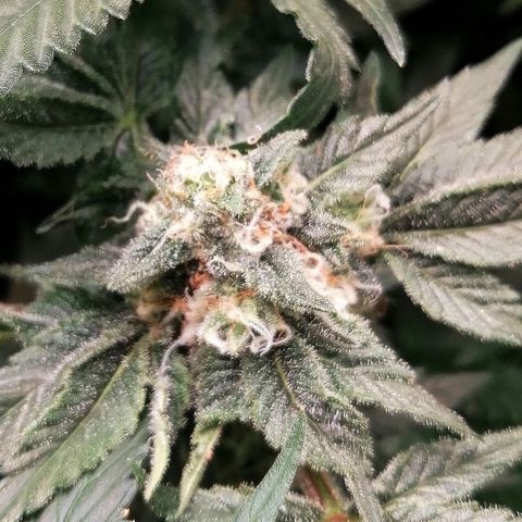 Kilmani growlog timeline photo