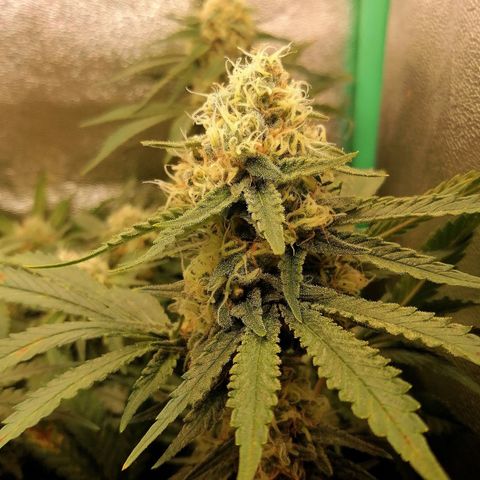 Tiana growlog timeline photo