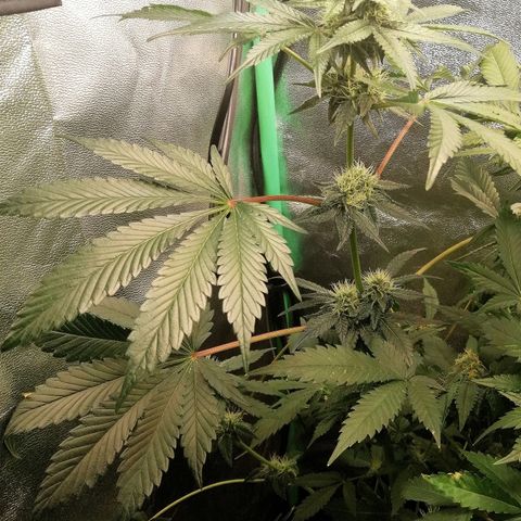 Aisha II growlog timeline photo