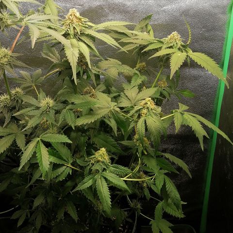Aisha growlog timeline photo