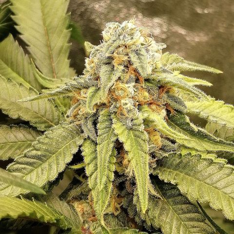 Aisha growlog timeline photo