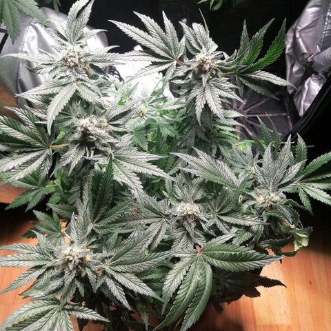 Kilmani growlog timeline photo