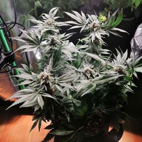Kilmani growlog timeline photo
