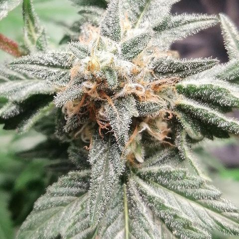Kilmani growlog timeline photo