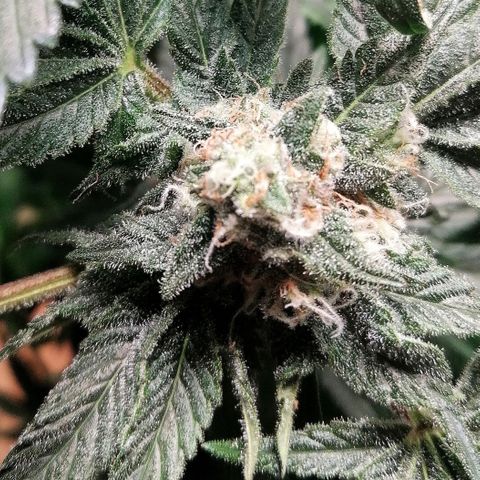 Kilmani growlog timeline photo