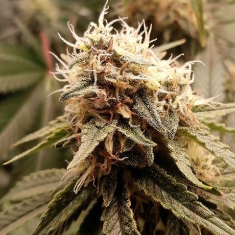 Tiana growlog timeline photo