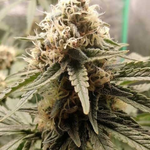 Tiana growlog timeline photo
