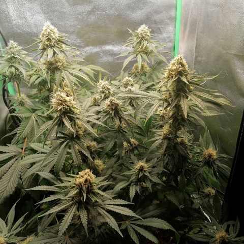 Tiana growlog timeline photo