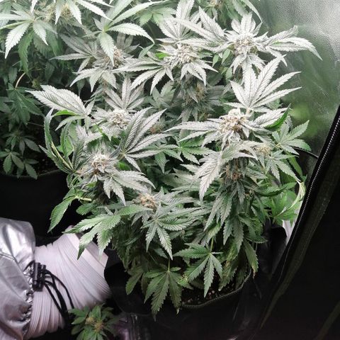 Kilmani growlog timeline photo