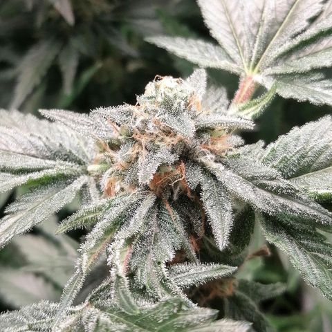 Kilmani growlog timeline photo