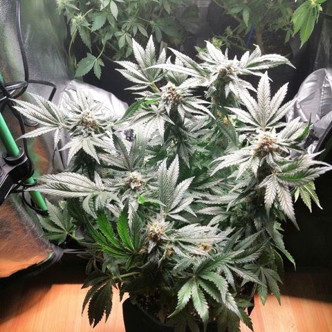 Kilmani growlog timeline photo