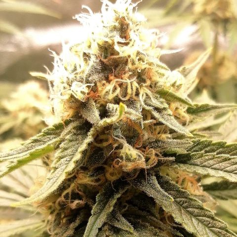 Tiana growlog timeline photo
