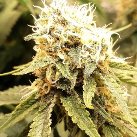 Tiana growlog timeline photo
