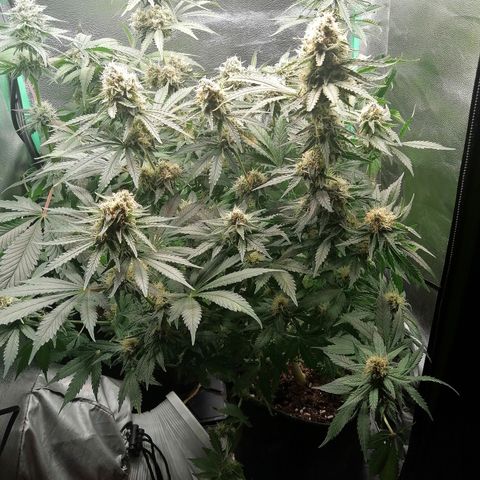 Tiana growlog timeline photo