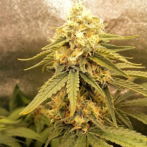 Tiana growlog timeline photo