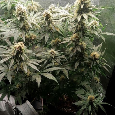 Tiana growlog timeline photo