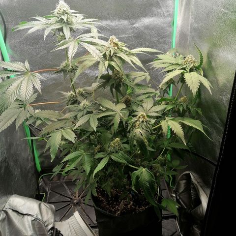 Aisha growlog timeline photo