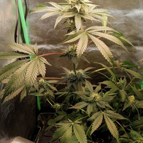 Aisha II growlog timeline photo
