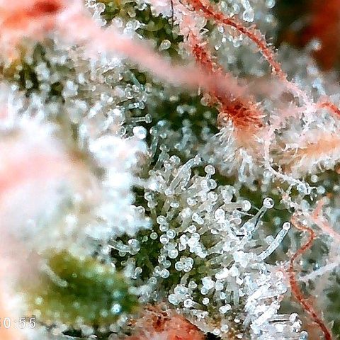 Tiana growlog timeline photo