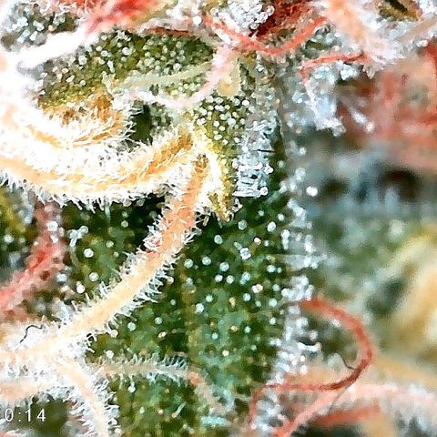 Tiana growlog timeline photo