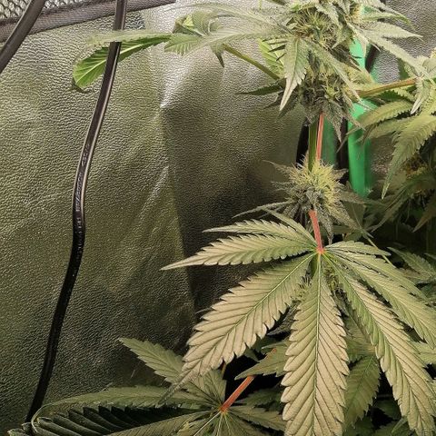 Aisha II growlog timeline photo