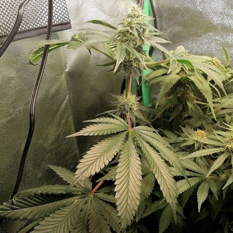 Aisha growlog timeline photo