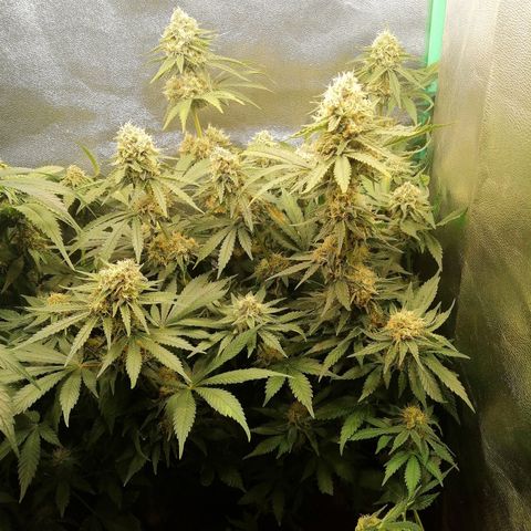 Tiana growlog timeline photo