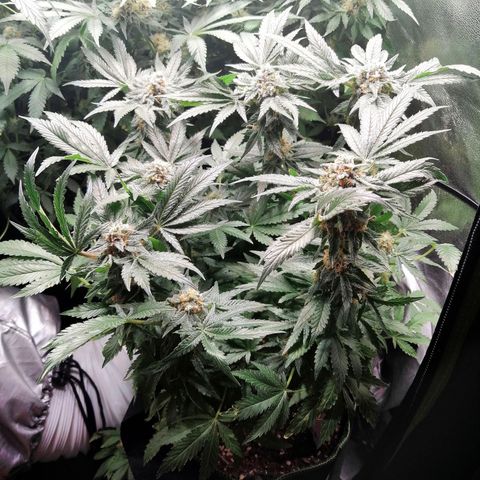 Kilmani growlog timeline photo